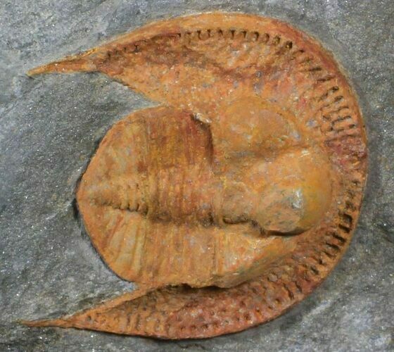 Orange Declivolithus Trilobite - Mecissi, Morocco #62715